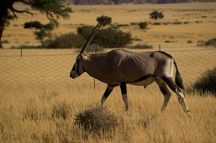 311 Namibia Okt 2006 .JPG